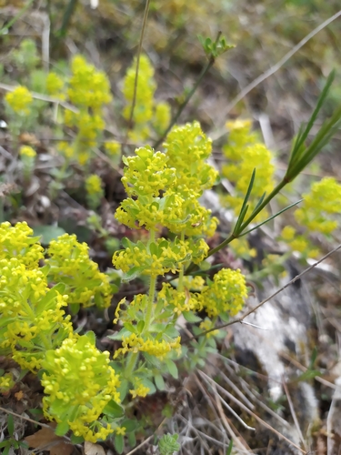 Cruciata taurica — photo