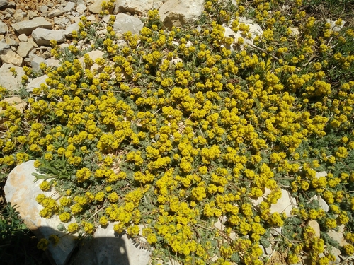 Cruciata taurica