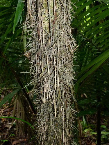 Cryosophila stauracantha — photo
