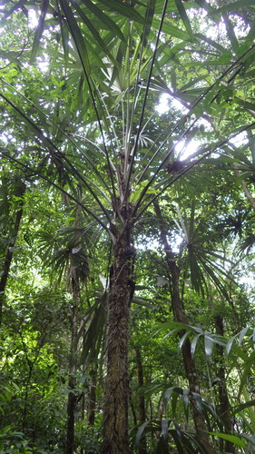 Cryosophila stauracantha — photo