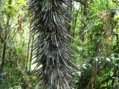 Cryosophila stauracantha
