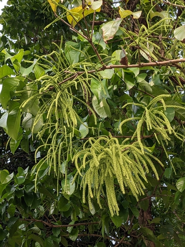 Crypteronia paniculata (Java crypteronia tree) — photo