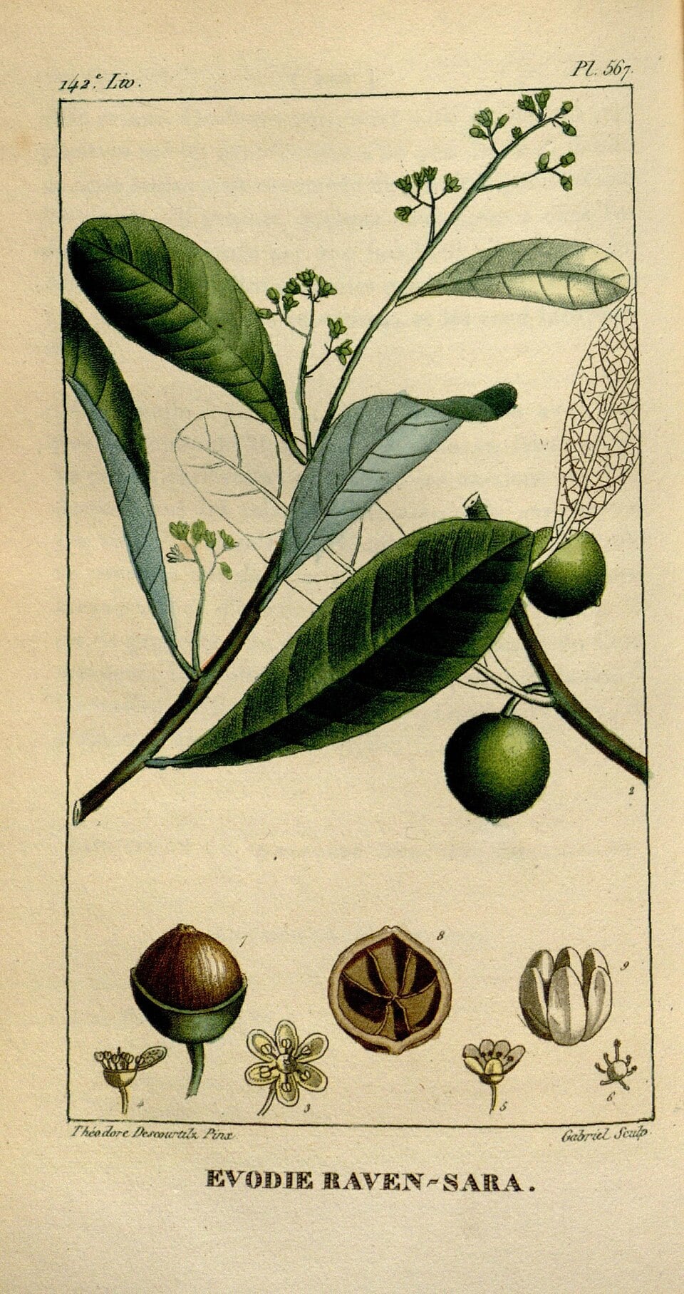 Cryptocarya agathophylla (Madagascat clove nutmeg) — photo