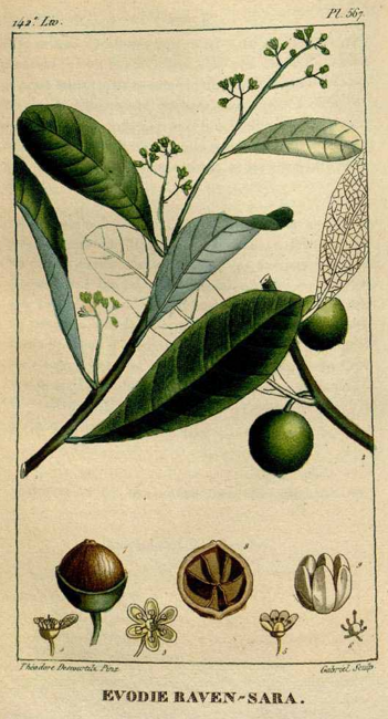 Cryptocarya agathophylla