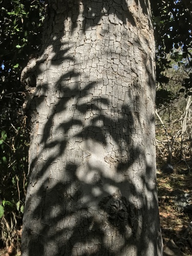 Cryptocarya alba (Peumo) — photo
