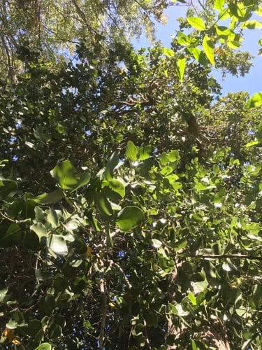Cryptocarya alba