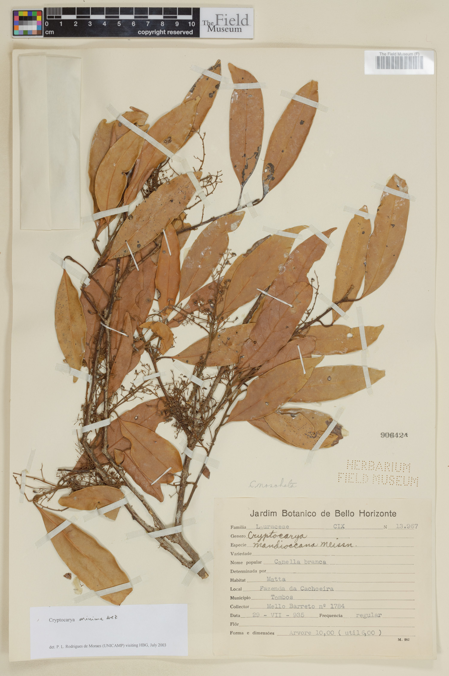 Cryptocarya citriformis — photo