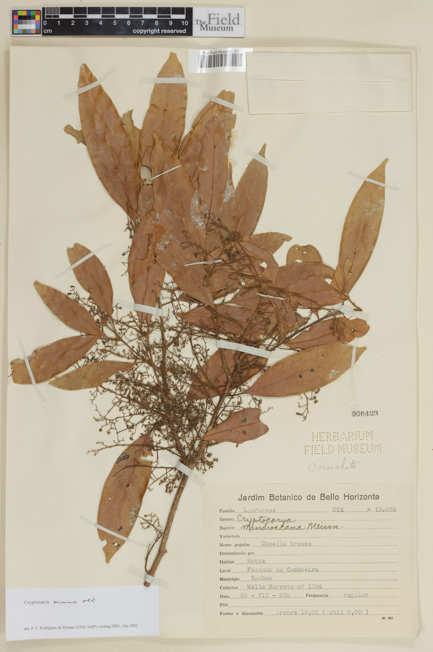 Cryptocarya citriformis — photo