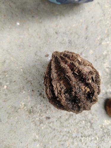 Cryptocarya citriformis