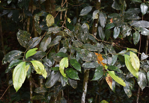 Cryptocarya densiflora (Cinnamon laurel) — photo