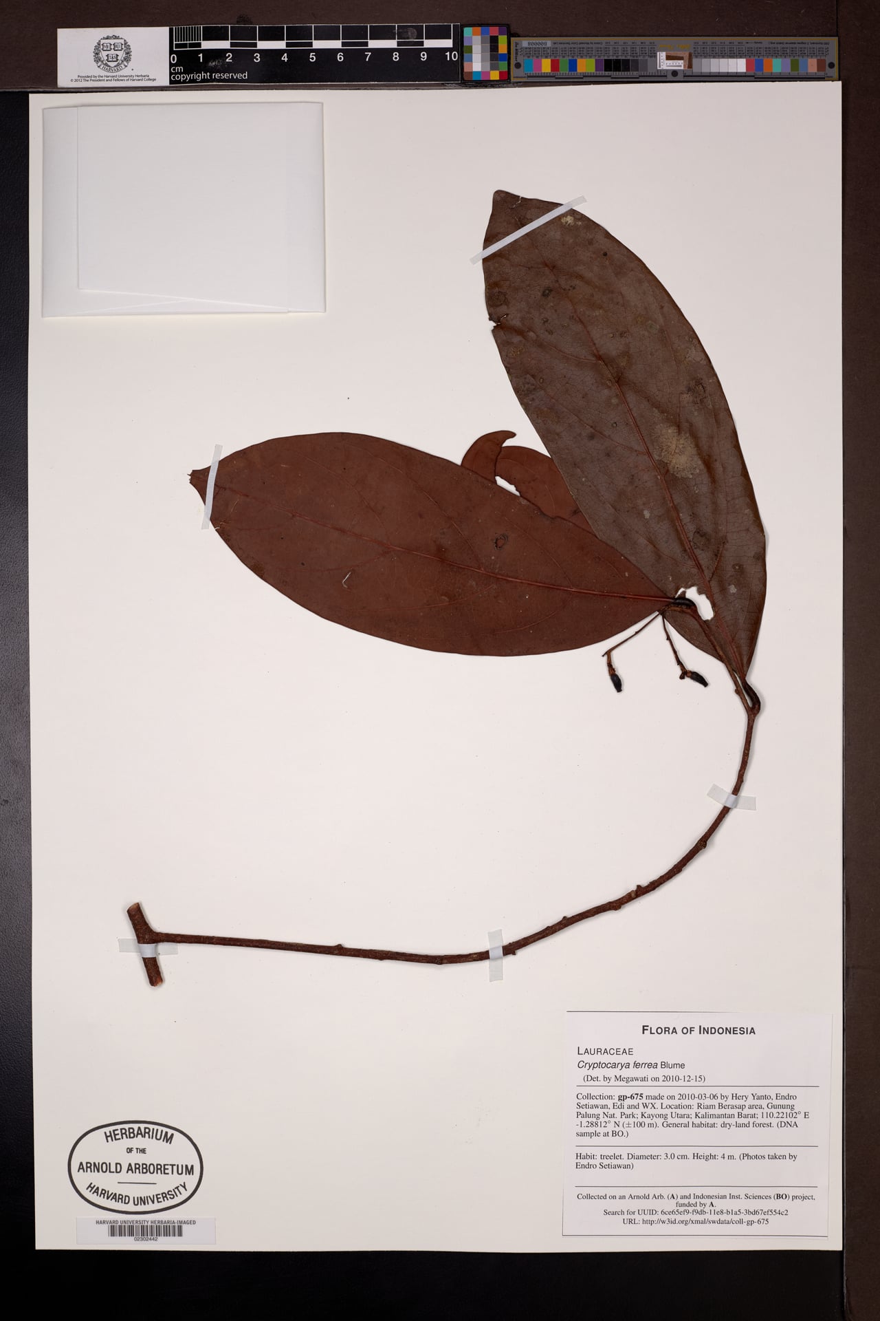 Cryptocarya ferrea — photo