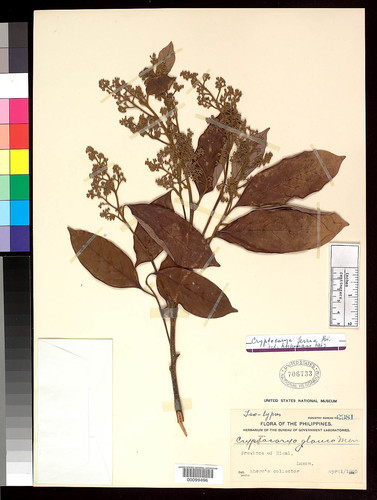 Cryptocarya ferrea