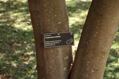 Cryptocarya latifolia (Ntonga nuts) — photo