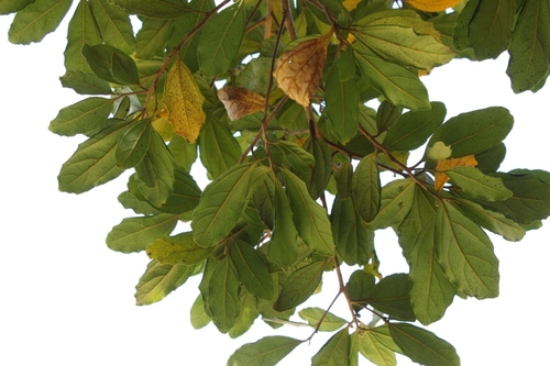 Cryptocarya latifolia