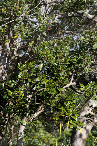 Cryptocarya latifolia (Ntonga nuts) — photo