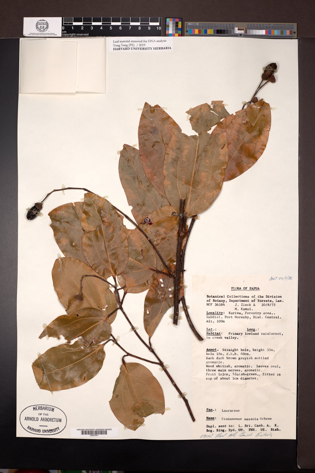 Cryptocarya massoy (Massoy) — photo