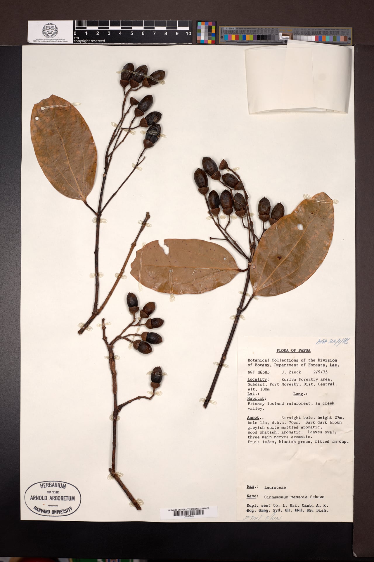 Cryptocarya massoy (Massoy) — photo