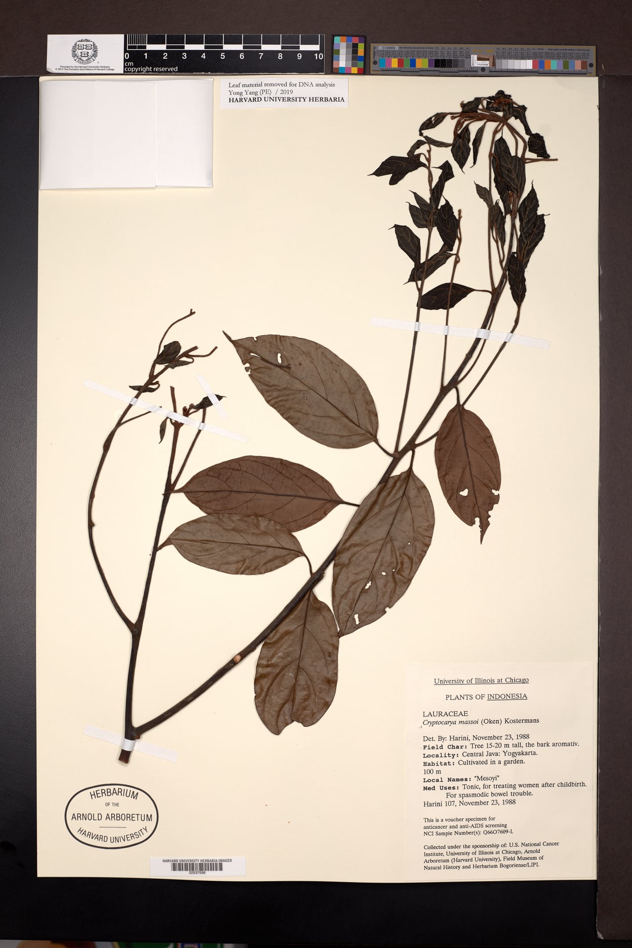 Cryptocarya massoy