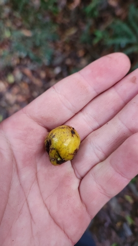 Cryptocarya moschata (Brazilian Nutmeg) — photo