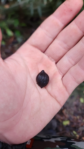 Cryptocarya moschata (Brazilian Nutmeg) — photo