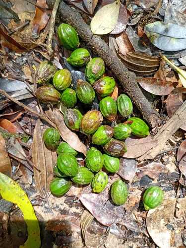 Cryptocarya moschata