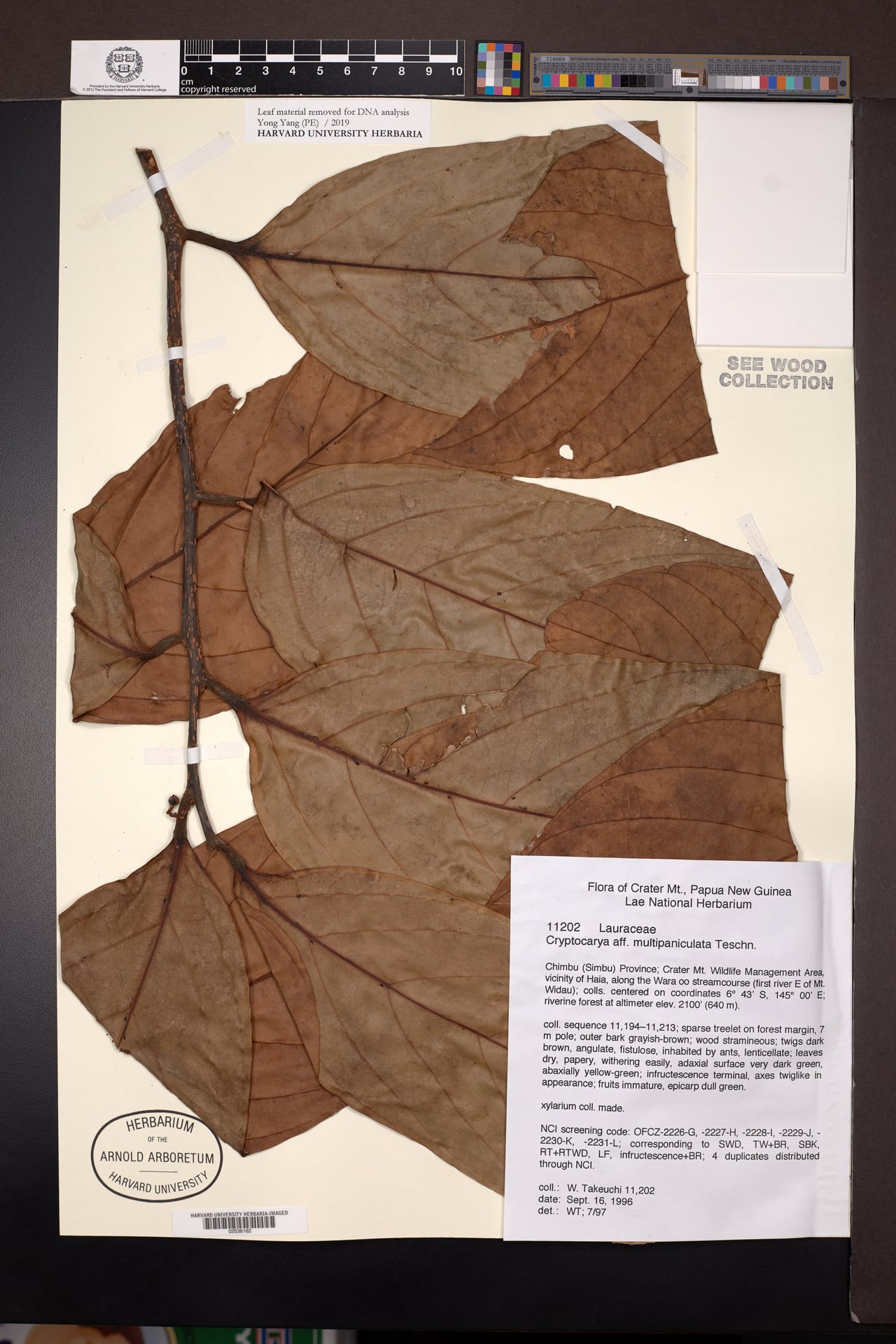 Cryptocarya multipaniculata — photo