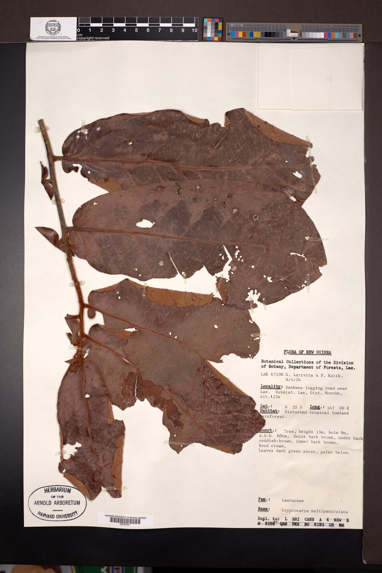 Cryptocarya multipaniculata — photo
