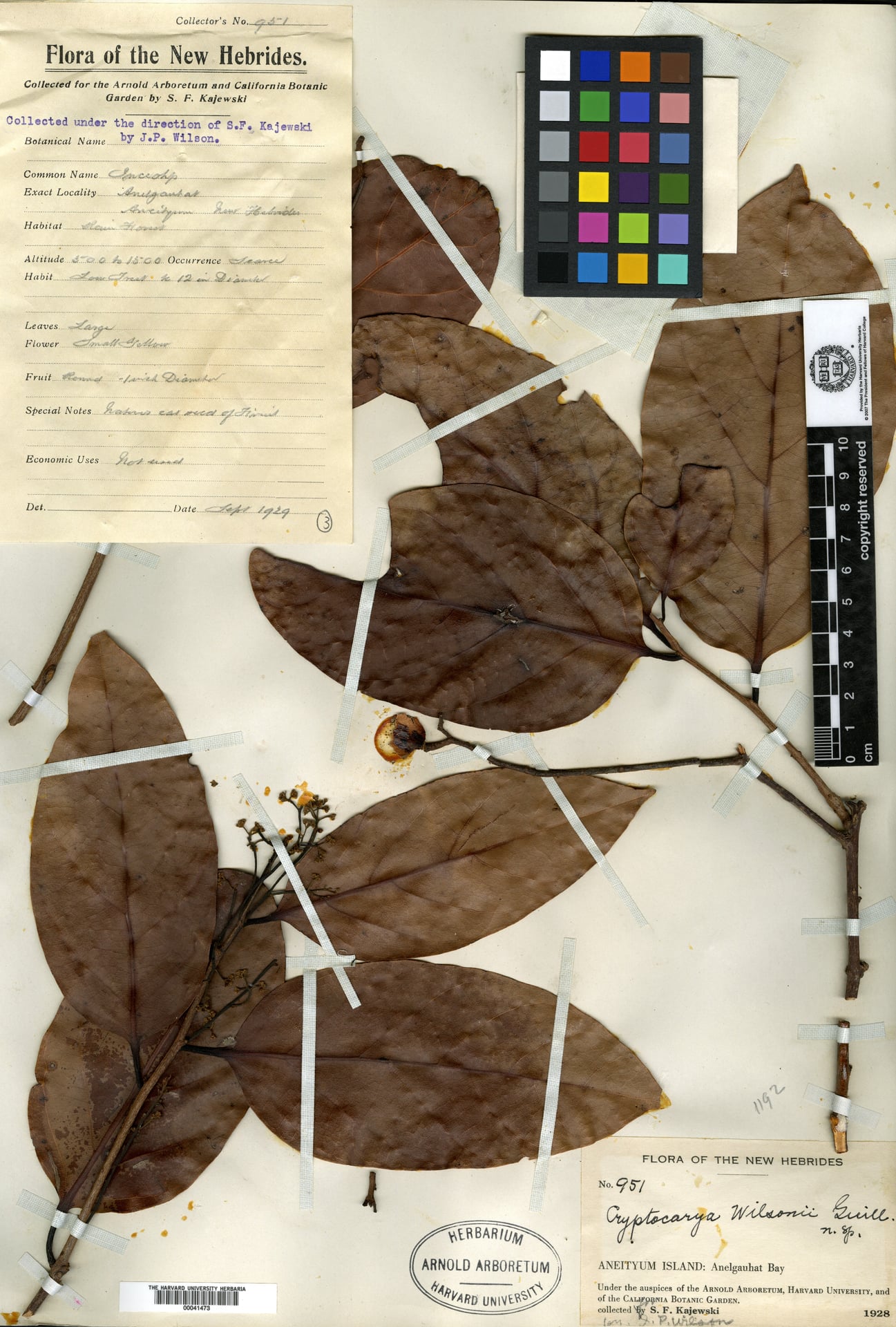 Cryptocarya wilsonii