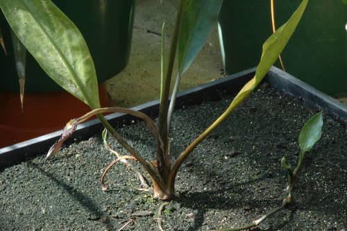 Cryptocoryne ciliata (Crypt ciliata) — photo