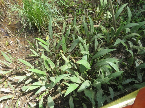 Cryptocoryne ciliata (Crypt ciliata) — photo
