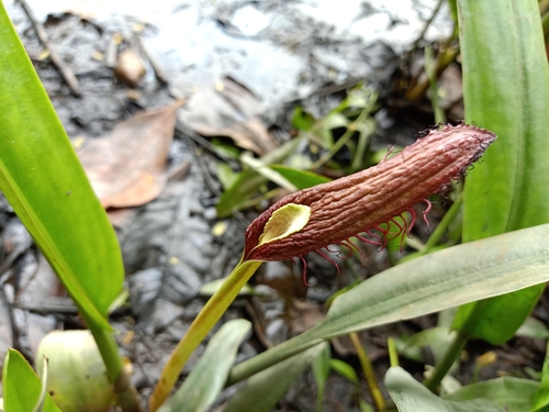 Cryptocoryne ciliata