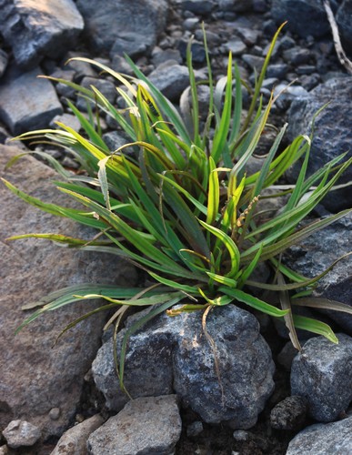 Cryptocoryne retrospiralis — photo
