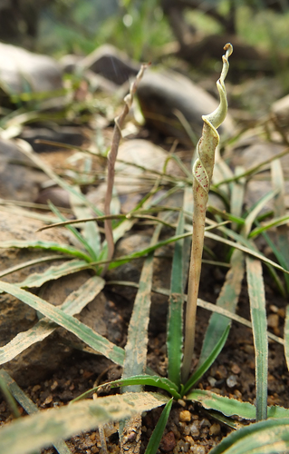Cryptocoryne retrospiralis — photo