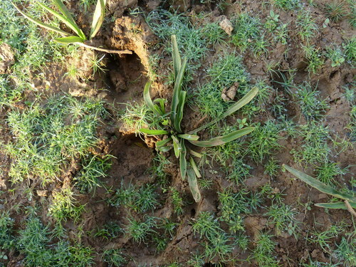 Cryptocoryne spiralis — photo