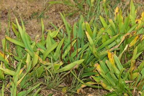 Cryptocoryne spiralis