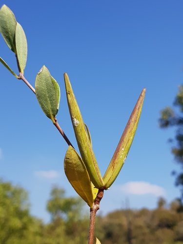 Cryptolepis oblongifolia (Red-stemmed cryptolepis) — photo