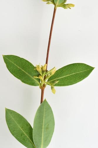 Cryptolepis oblongifolia (Red-stemmed cryptolepis) — photo