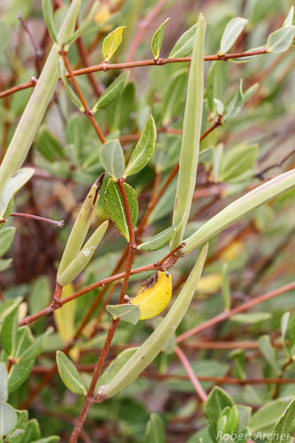 Cryptolepis oblongifolia