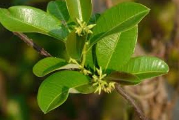 Cryptolepis sanguinolenta