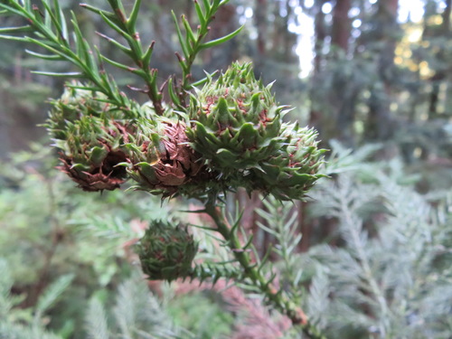 Cryptomeria japonica (Japanese cedar) — photo