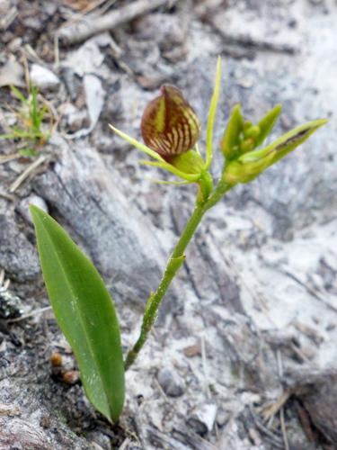 Cryptostylis erecta (Bonnet orchid) — photo