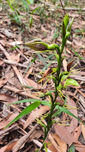 Cryptostylis erecta (Bonnet orchid) — photo