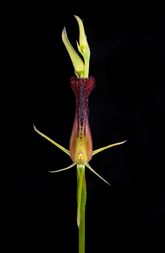 Cryptostylis hunteriana (Leafless tongue-orchid) — photo