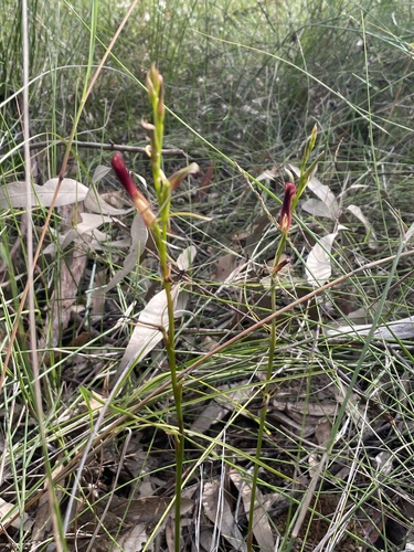 Cryptostylis hunteriana (Leafless tongue-orchid) — photo