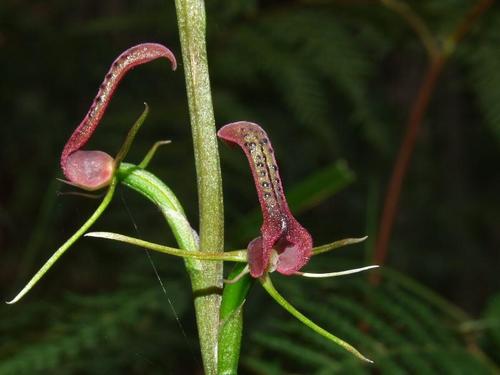 Cryptostylis leptochila (Small tongue-orchid) — photo