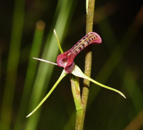 Cryptostylis leptochila (Small tongue-orchid) — photo
