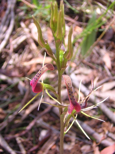 Cryptostylis leptochila