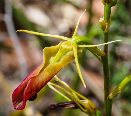 Cryptostylis subulata (Large tongue orchid) — photo