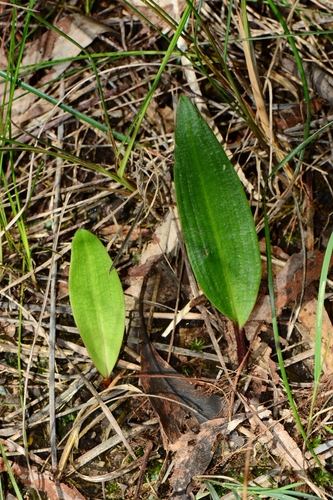 Cryptostylis subulata (Large tongue orchid) — photo