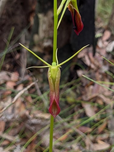 Cryptostylis subulata